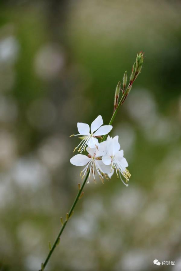 你見過山桃草嗎? 你見過山桃草嗎?