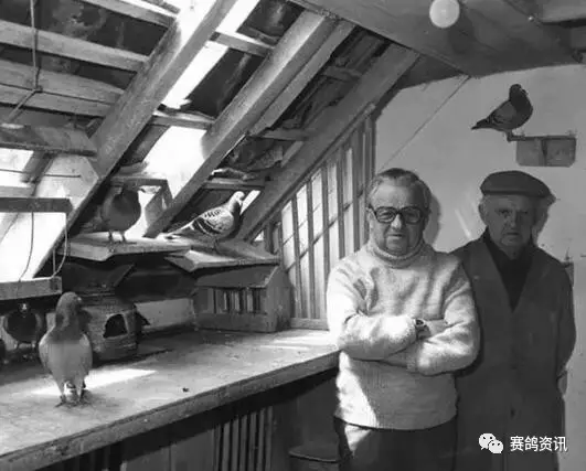 詹森喂鴿的奧秘之處,難怪總有冠軍 詹森喂鴿的奧秘之處,難怪總有冠軍