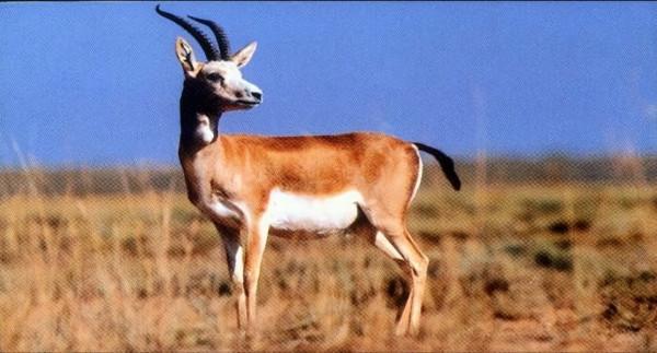 這裡的黃羊，荒漠精靈，不怕人