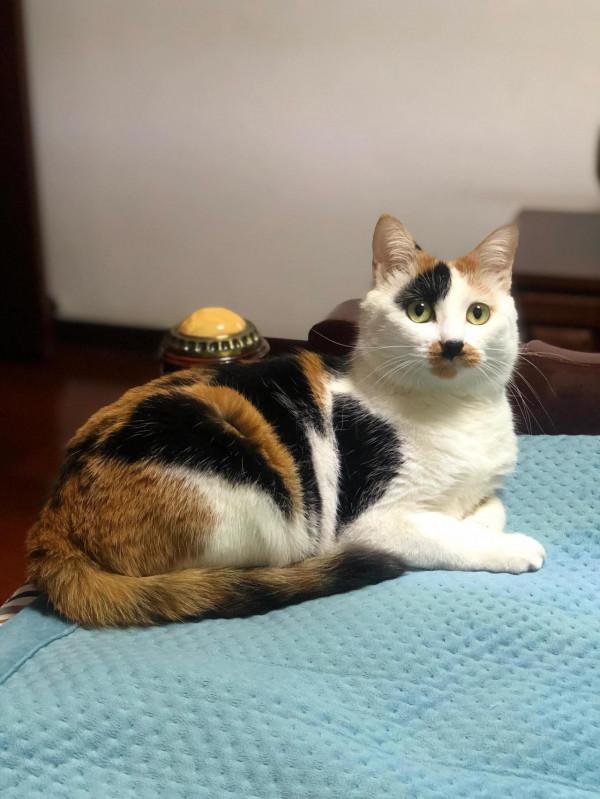 每一個流浪貓都可能是上天賜給你的禮物