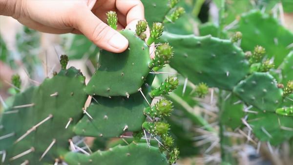 「皮皮太皮」養不好系列:多肉水了,葉片掉了,枝幹枯了,錯哪了 「皮皮太皮」養不好系列:多肉水了,葉片掉了,枝幹枯了,錯哪了