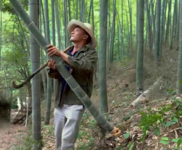 竹林吸收二氧化碳就可賣錢,惠及千萬農民的政策來了 竹林吸收二氧化碳就可賣錢,惠及千萬農民的政策來了