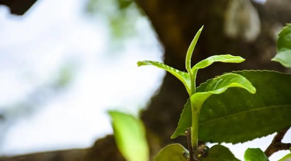 茶市低迷！市場信心不足！2022年，普洱茶市場何去何從？