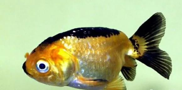 金魚中的戰鬥機“老頭魚”,你有見過或者買過嗎? 金魚中的戰鬥機“老頭魚”,你有見過或者買過嗎?