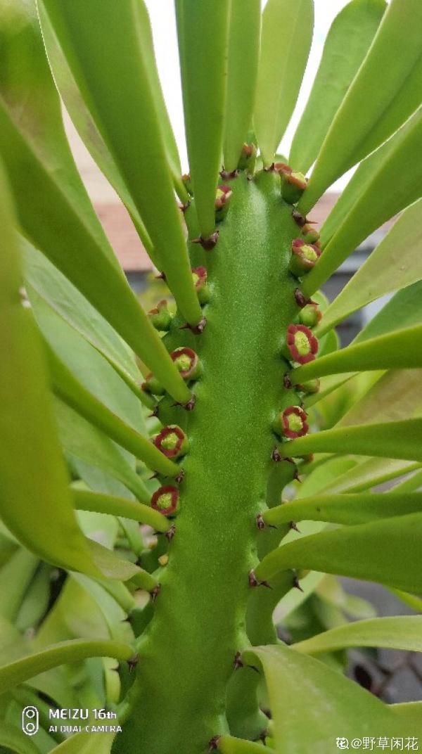 3種花長的跟“三胞胎”似的,還有“守家”的說法,適合居家養護 3種花長的跟“三胞胎”似的,還有“守家”的說法,適合居家養護