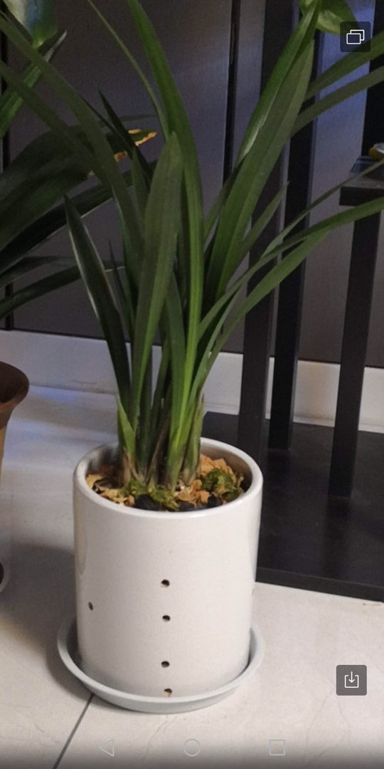 瓷盆養花越養越瞎,養花選盆別用瓷盆,花都養死了 瓷盆養花越養越瞎,養花選盆別用瓷盆,花都養死了