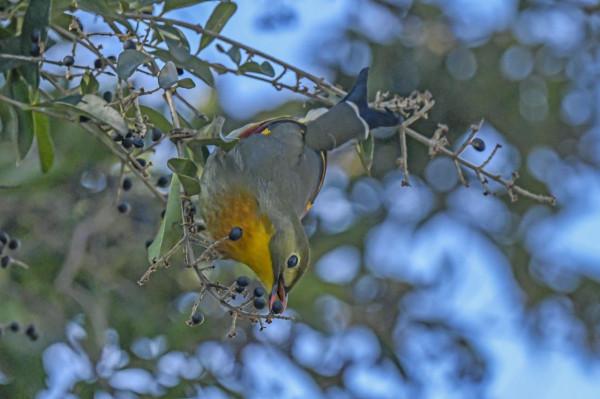 相思鳥,你怎能如此迷人? 相思鳥,你怎能如此迷人?