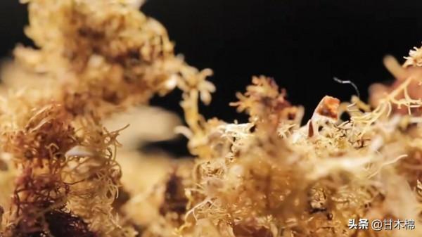 以下這些植物竟然是製作涼粉的原料?快來看看你認識多少種 以下這些植物竟然是製作涼粉的原料?快來看看你認識多少種