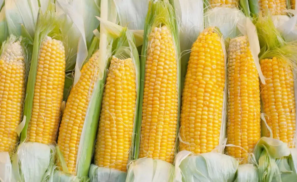 十個爭議較大的釣魚俗語,應該如何正確認識這些俗語呢? 十個爭議較大的釣魚俗語,應該如何正確認識這些俗語呢?