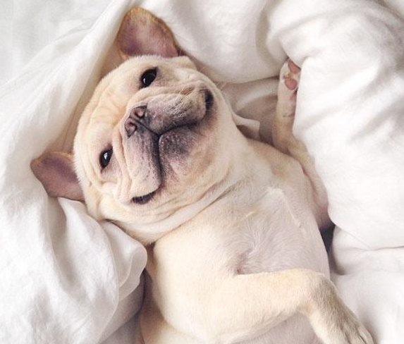 飼養法國鬥牛犬，這幾個問題別忽略