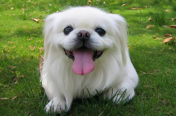 這5種國產的狗狗，深受大家喜愛，你養了哪隻