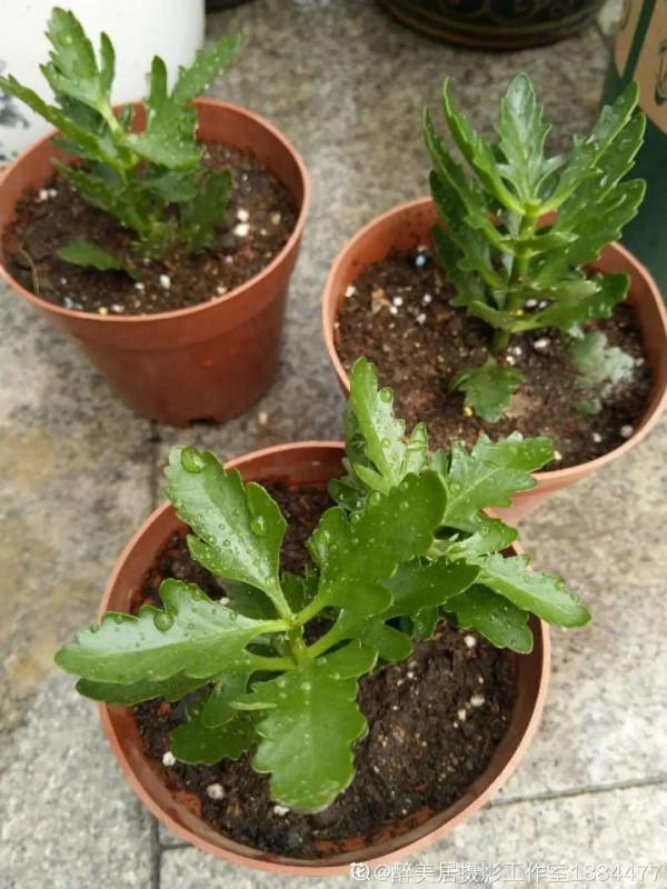 養花大棚倒閉,“貴貨花”路邊扔了一地,後悔沒帶個大麻袋 養花大棚倒閉,“貴貨花”路邊扔了一地,後悔沒帶個大麻袋