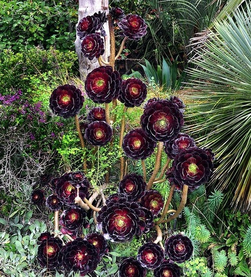 6種&OpenCurlyDoubleQuote;小多肉&rdquo;，輕鬆養成&OpenCurlyDoubleQuote;樹&rdquo;，身高八米，開花漂亮