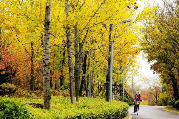 舊體詩《中秋》（中華通韻）