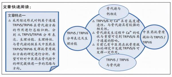 骨代謝過程中鈣離子通道TRPV5、TRPV6的作用