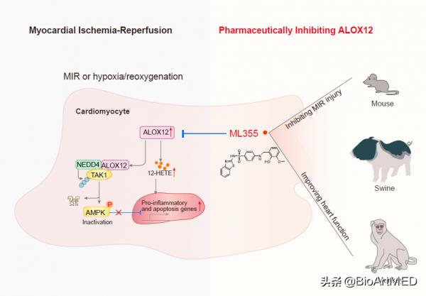 李紅良團隊報道心肌缺血再灌注損傷新的藥物干預靶點—ALOX12