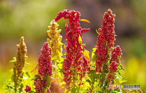 看！2500萬人的豐收圖景