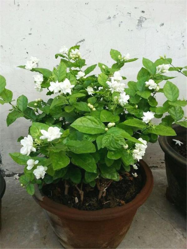 喜歡養花的女人,建議養這“5種花”,“美容養顏”好處多多 喜歡養花的女人,建議養這“5種花”,“美容養顏”好處多多