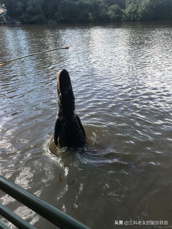 新奧爾良：看鱷魚，吃鱷魚