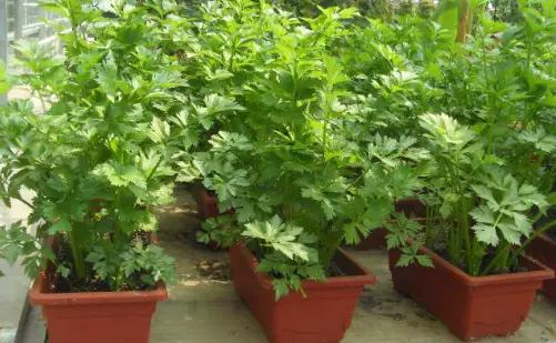 這幾種蔬菜被稱為“補血菜”,陽臺盆栽上幾盆,足足能吃一年 這幾種蔬菜被稱為“補血菜”,陽臺盆栽上幾盆,足足能吃一年