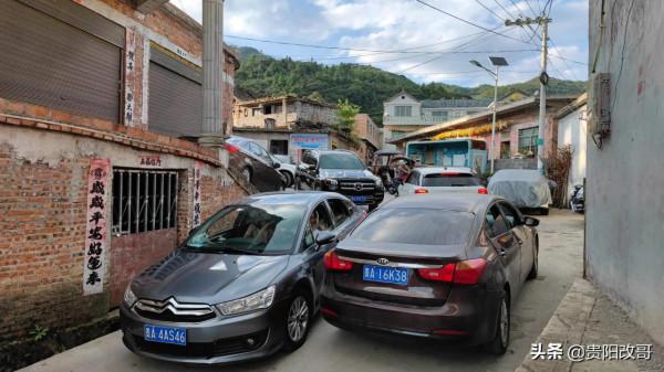 貴定臘利梯田黃了，農業觀光異常火爆