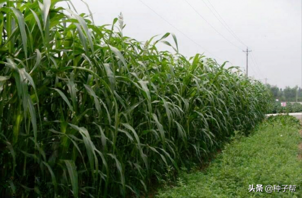 河南養牛種什麼草？這個牧草畝產1.5萬公斤，栽培簡單，年收6茬