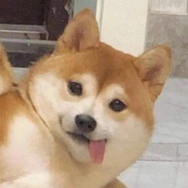 柴犬頭像 | 實現頭像自由