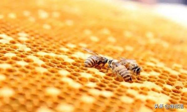 ​揭秘“越冬蜂”交接工作全過程，最後一口氣也不浪費，令人感動