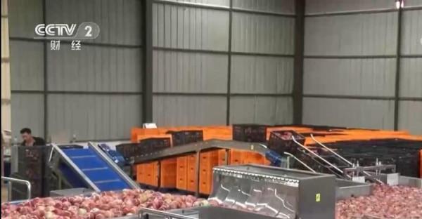 四川鹽源:42萬畝蘋果喜獲豐收 四川鹽源:42萬畝蘋果喜獲豐收