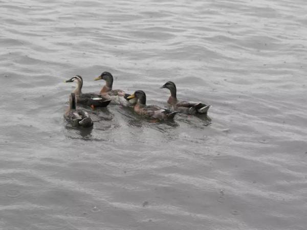 西湖遊記（詩一首，唯美生動）