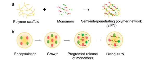 利用工程細菌編輯功能性半互穿網路聚合物研究取得進展 利用工程細菌編輯功能性半互穿網路聚合物研究取得進展