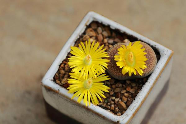 3種&OpenCurlyDoubleQuote;小綠植&rdquo;，耐旱耐陰很好養，半月澆次水，&OpenCurlyDoubleQuote;肥嘟嘟&rdquo;不停長