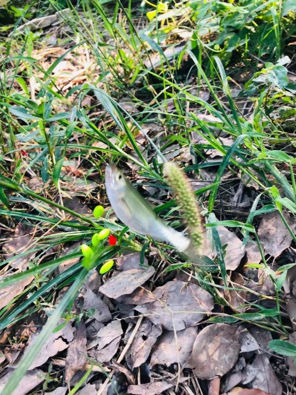 釣魚之樂 分享之樂 釣魚之樂 分享之樂