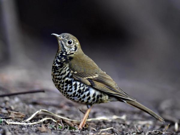 虎斑地鶇（鶇11）