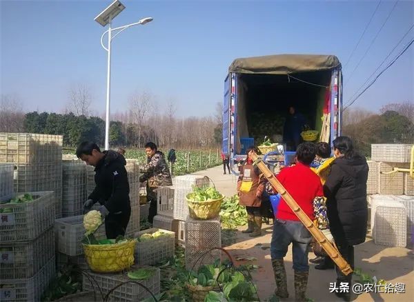 菠菜打掩護,一個月悄悄漲了8倍,多地陷入歉收,價高成了安慰 菠菜打掩護,一個月悄悄漲了8倍,多地陷入歉收,價高成了安慰