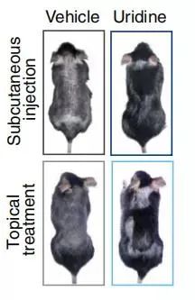 像金剛狼復活？中國科學家發現“再生”物質，這些食物中含量較高