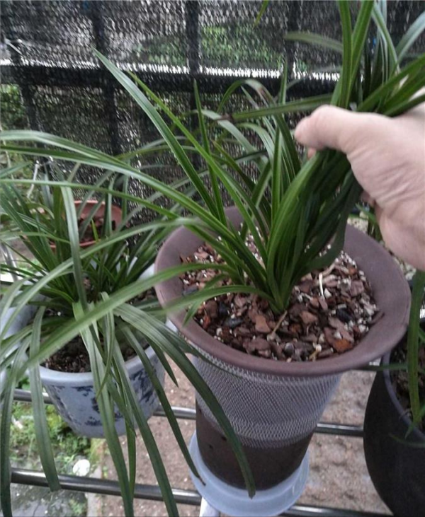 6種“富貴花”秋天快換盆，剪爛根，長花芽，富貴又吉利