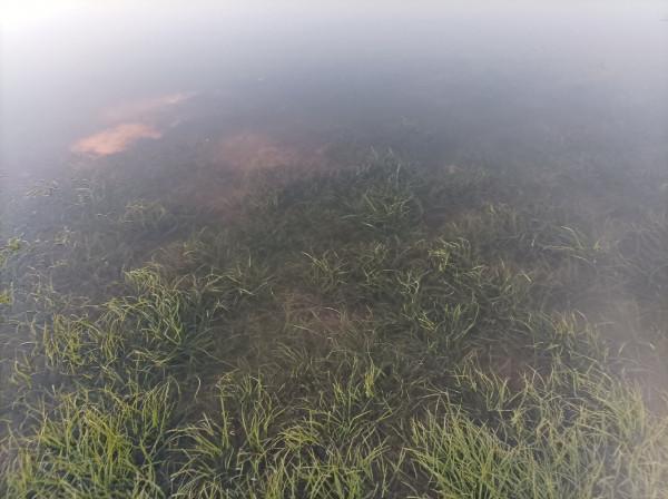 5米寬的河溝頻率逐漸加快，魚口竟然如此暴躁