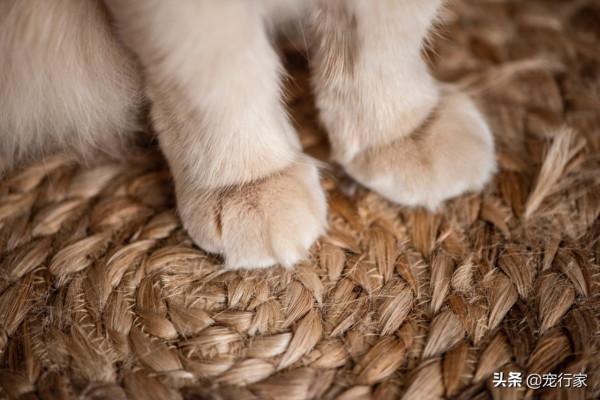 貓總是不老實地伸爪抓沙發，這是為何？為啥買了貓抓板貓也不用？