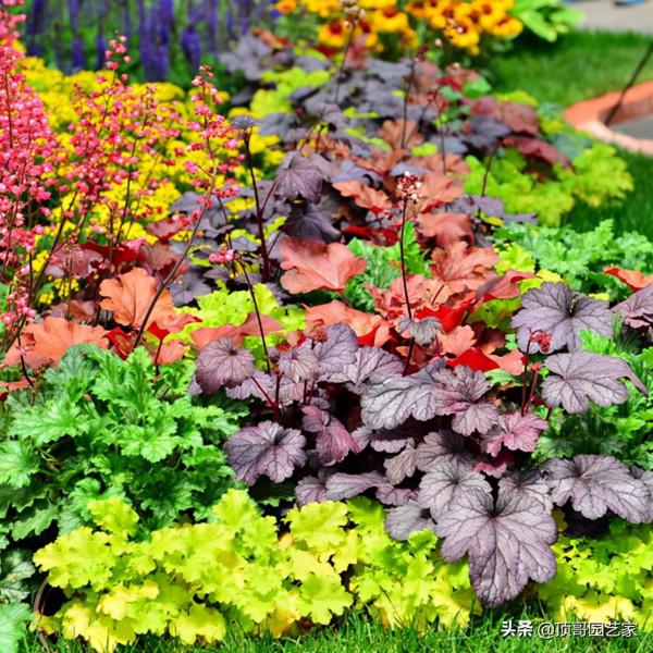 盤點15種適合庭院的彩葉植物，好看的庭院都需要一點不一樣的色彩