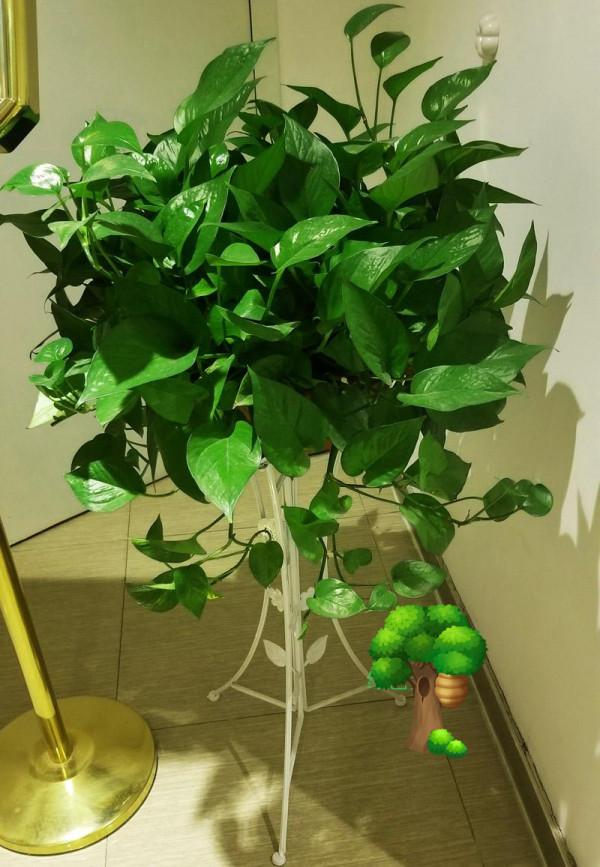 天冷後，需要“窮養”的六種花，水多易爛根，多曬愛生長