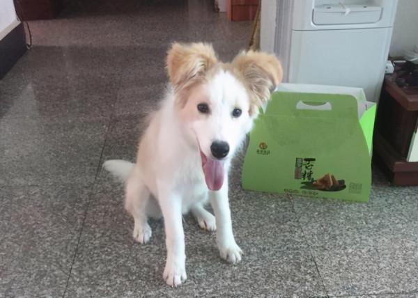 狗狗大量掉毛，這幾個原因，你家狗中了幾個？