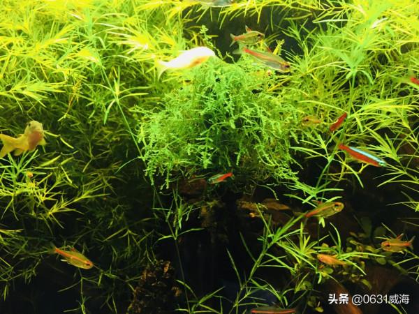 新手養水草還是簡單點比較好，裝置簡單點，水草簡單點，對你有利