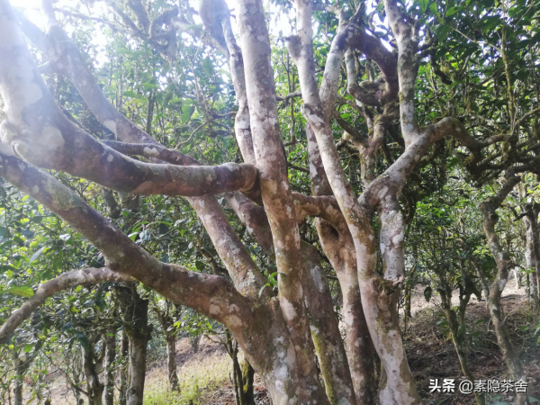 班章王、老曼峨、章家寨普洱茶和布朗山的關係