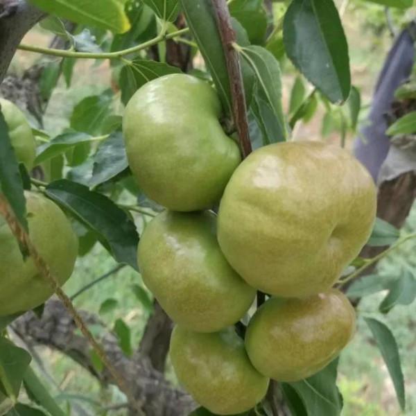 盆栽蟠棗的管理