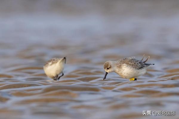 自帶“飯勺”的極危物種 勺嘴鷸