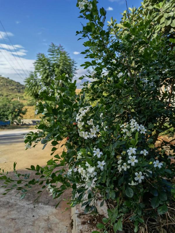 彌勒市竹園,一個美麗的地方 彌勒市竹園,一個美麗的地方