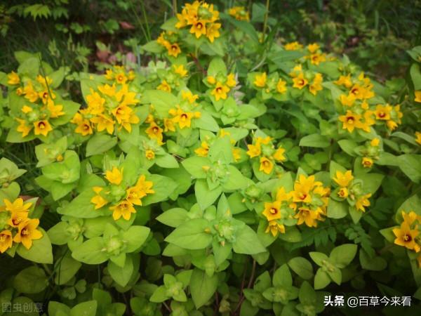 68種可食用的藥用植物，開的花好看，能吃，還養生（三）