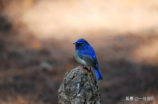 如果每天都有面包蟲侍候，它們會否停下遷徙的腳步