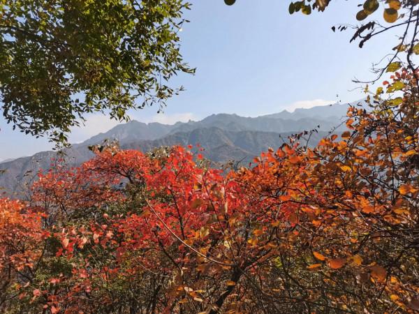 圭峰紅葉遍山,九小時歷程卻讓人驚心 圭峰紅葉遍山,九小時歷程卻讓人驚心